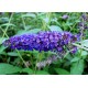 Syyssyrikkä ’Empire Blue’ (Buddleja davidii 'Empire Blue')